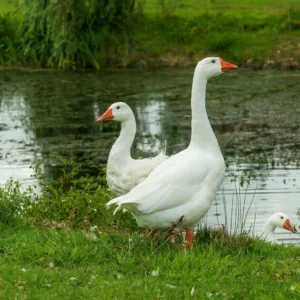 Pick Animals & Find Out Your True Season Quiz Goose