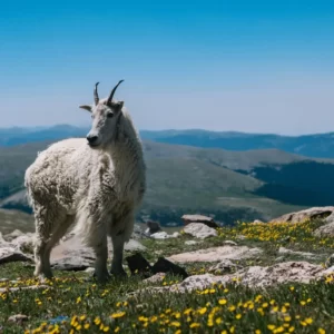 Pick Animals & Find Out Your True Season Quiz Mountain goat
