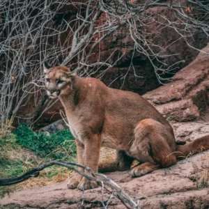 Pick Animals & Find Out Your True Season Quiz Mountain lion
