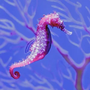 Pick Animals & Find Out Your True Season Quiz Seahorse
