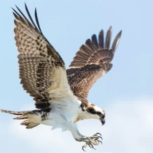 Pick Animals & Find Out Your True Season Quiz Osprey
