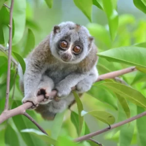 Pick Animals & Find Out Your True Season Quiz Slow loris