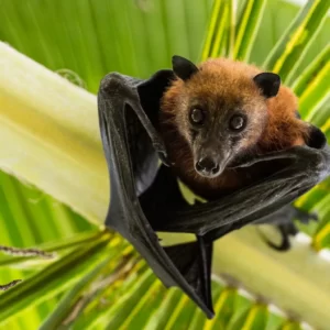 Pick Animals & Find Out Your True Season Quiz Fruit bat
