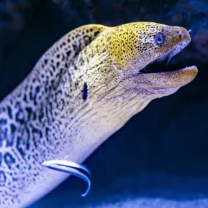 Pick Animals & Find Out Your True Season Quiz Eel