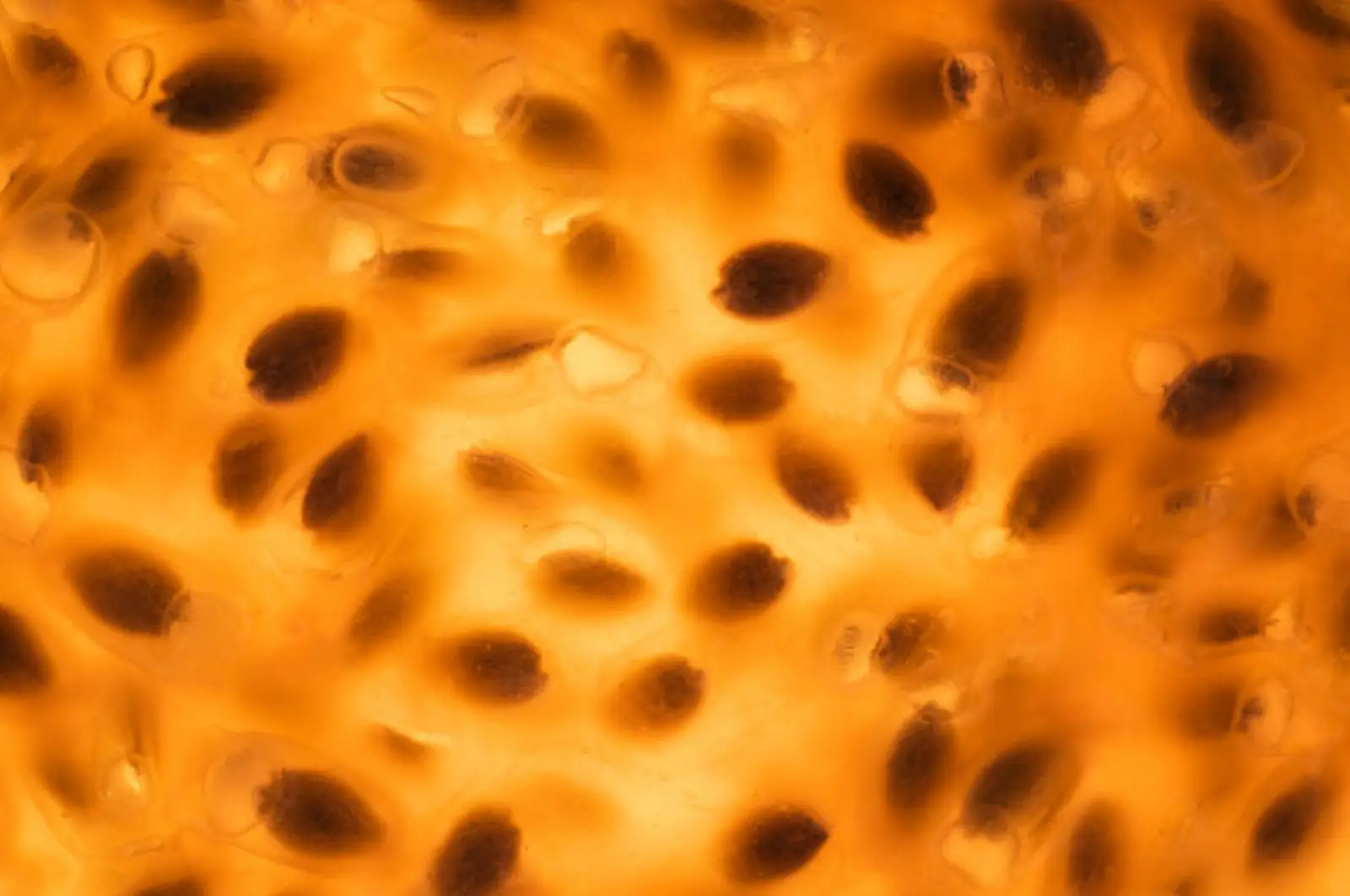 Passion Fruit close-up