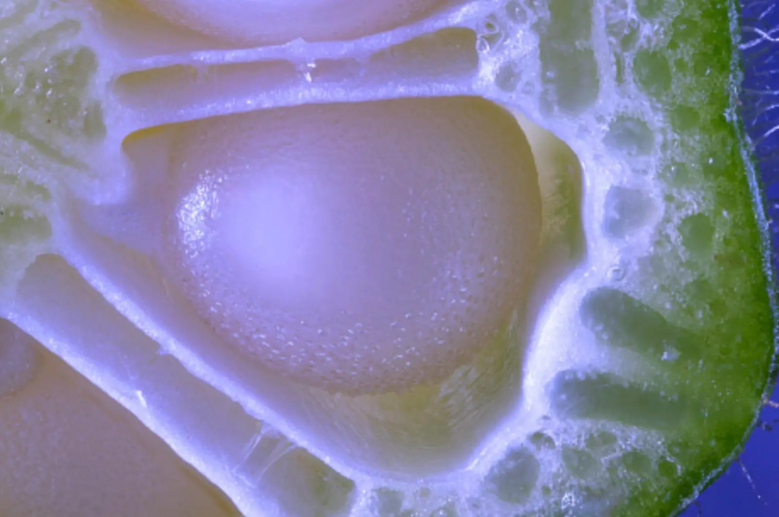 Okra close-up