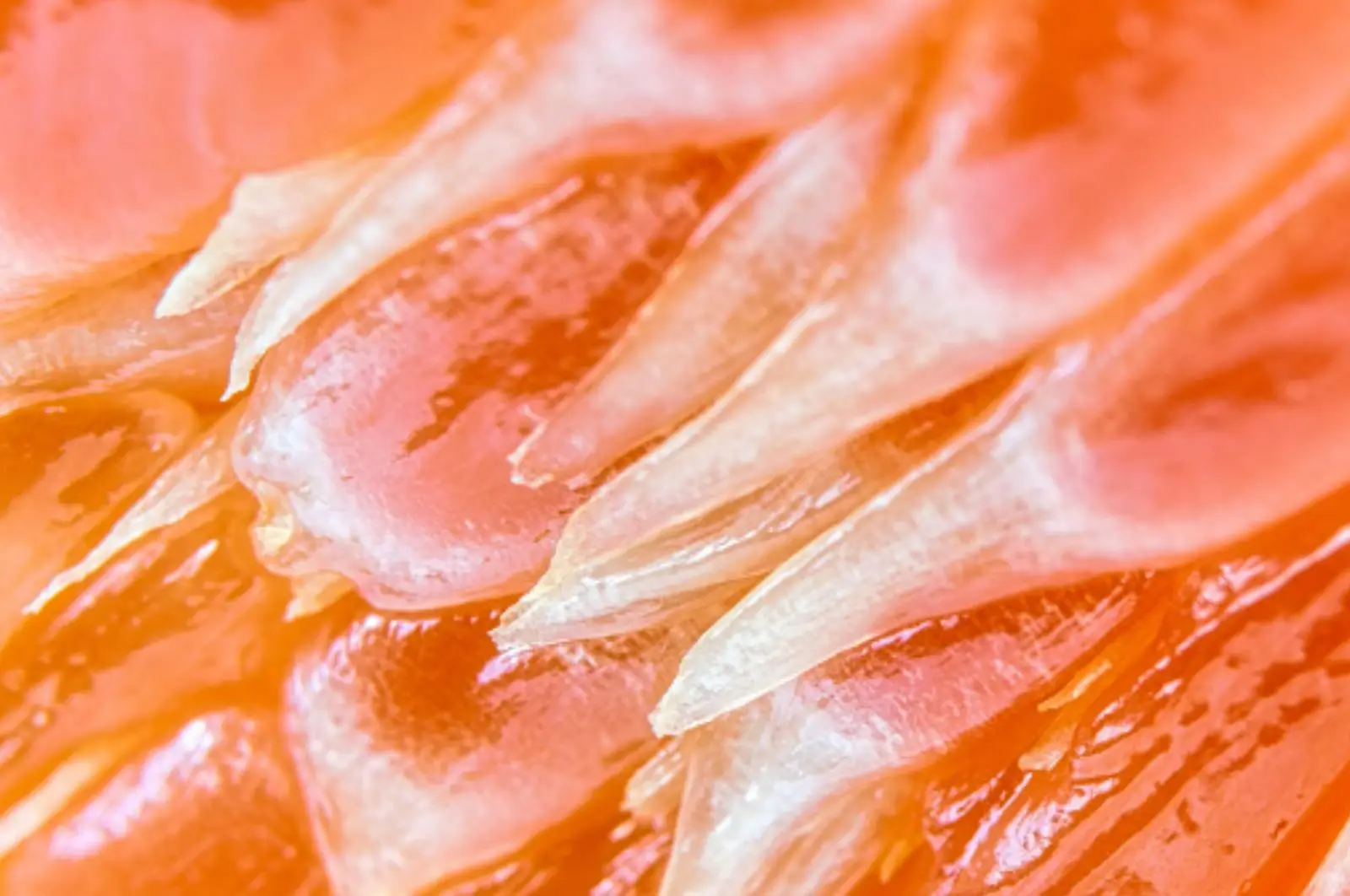 Grapefruit close-up