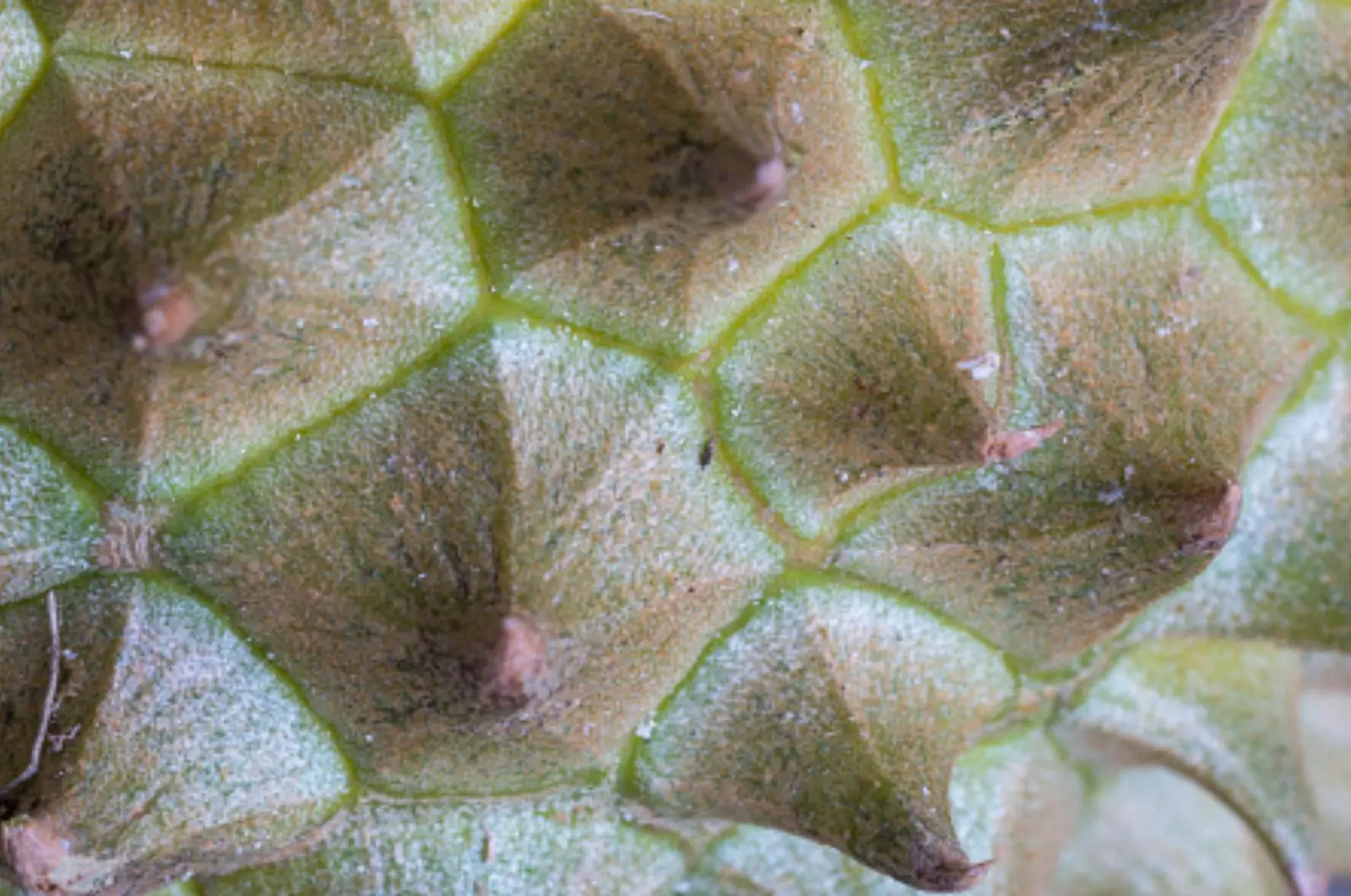 Durian close-up