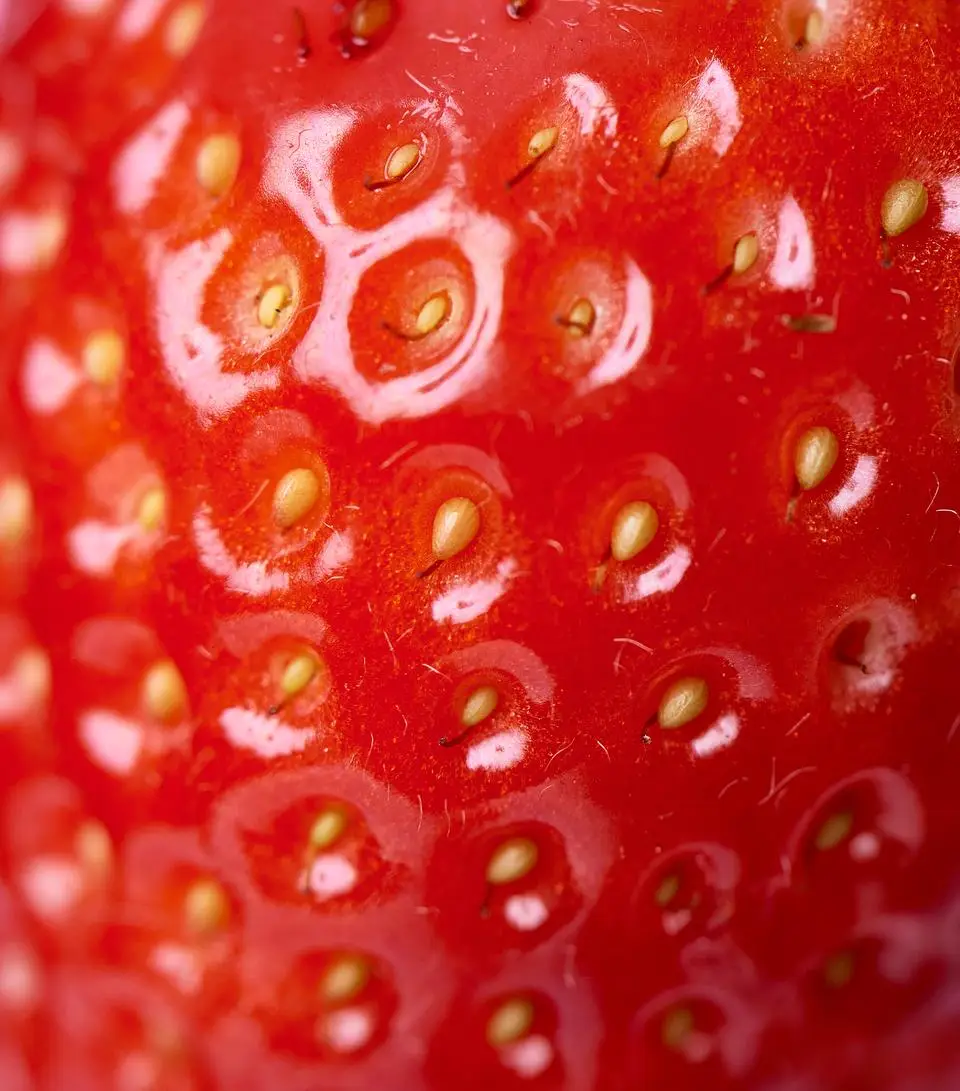 Strawberry close-up