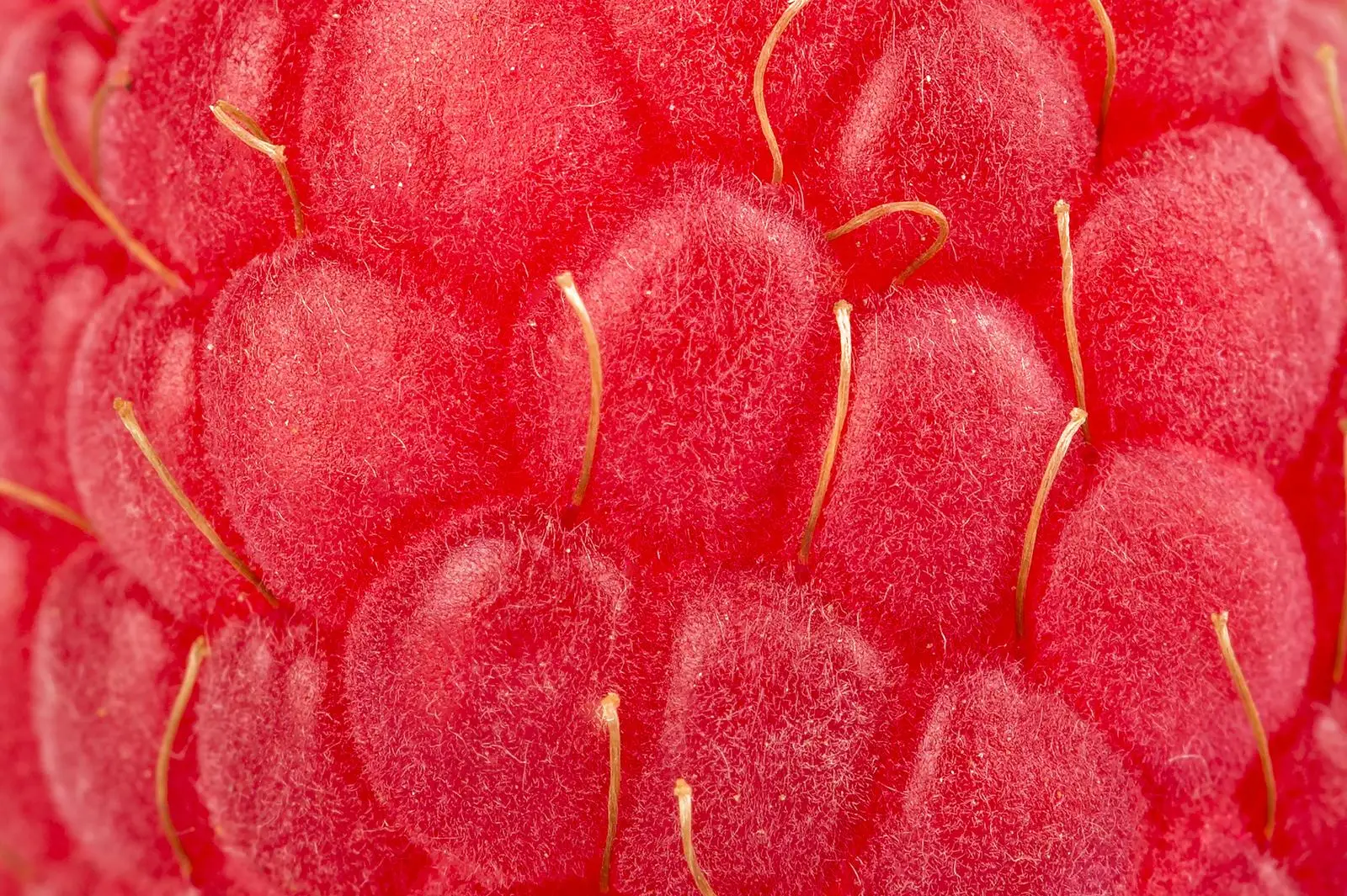 Raspberry close-up