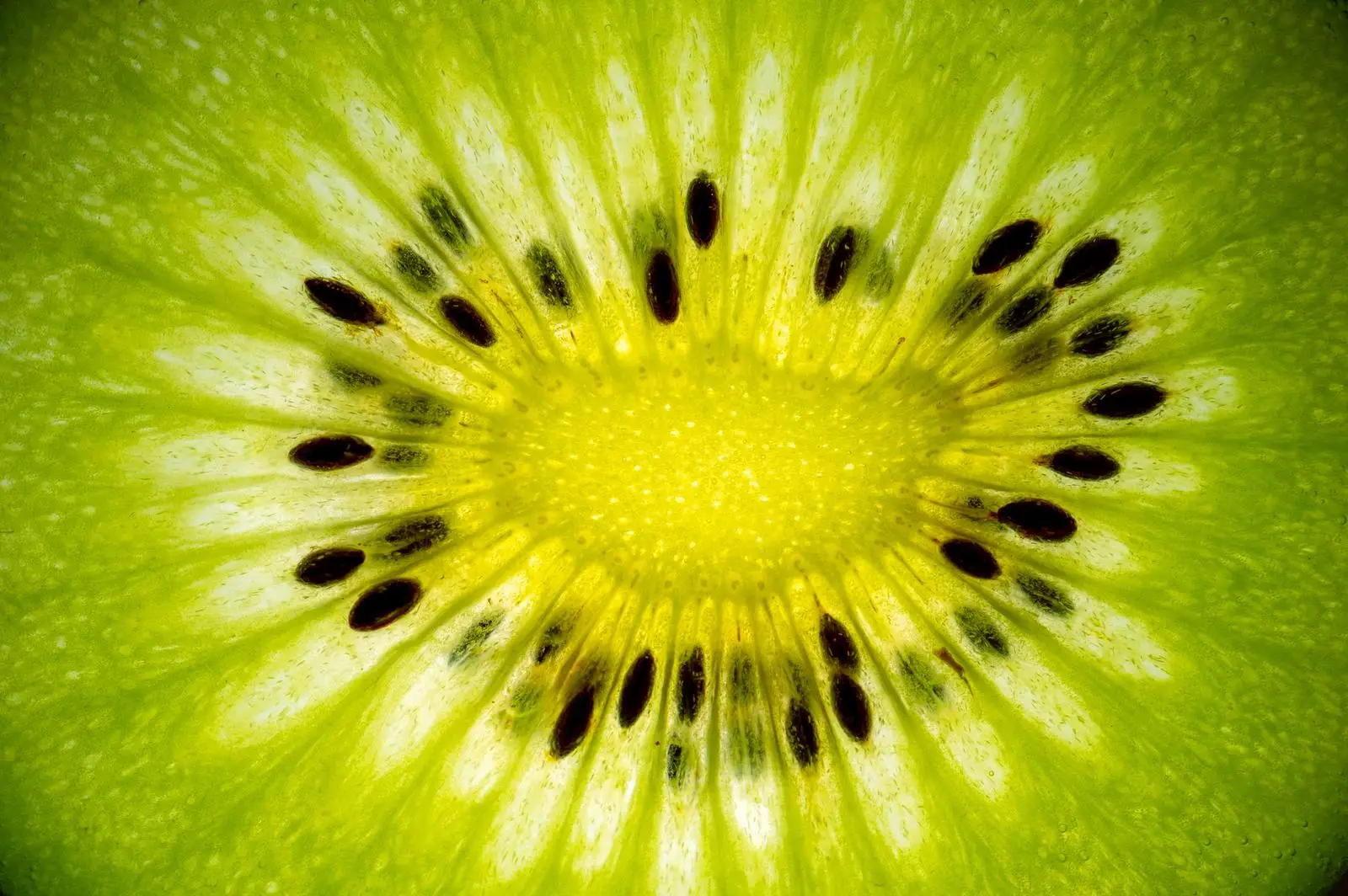 Kiwi close-up