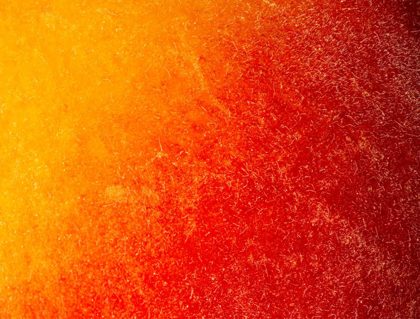 Apricot close-up