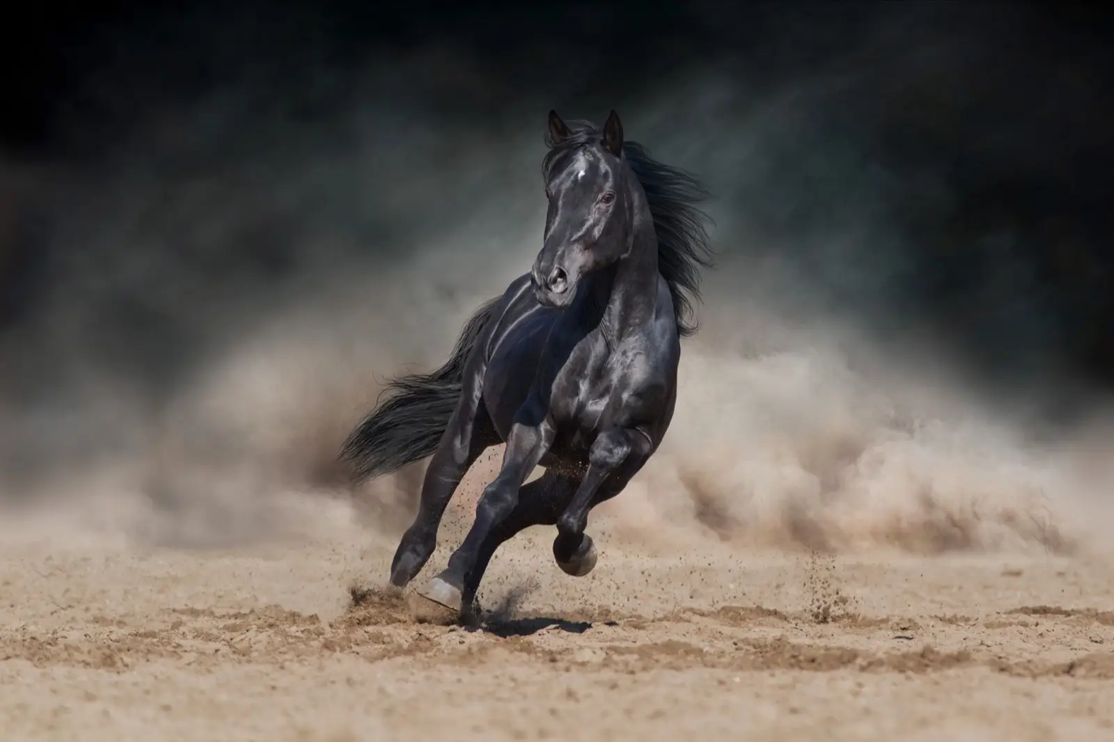 Year Of The Horse Quiz Black stallion horse