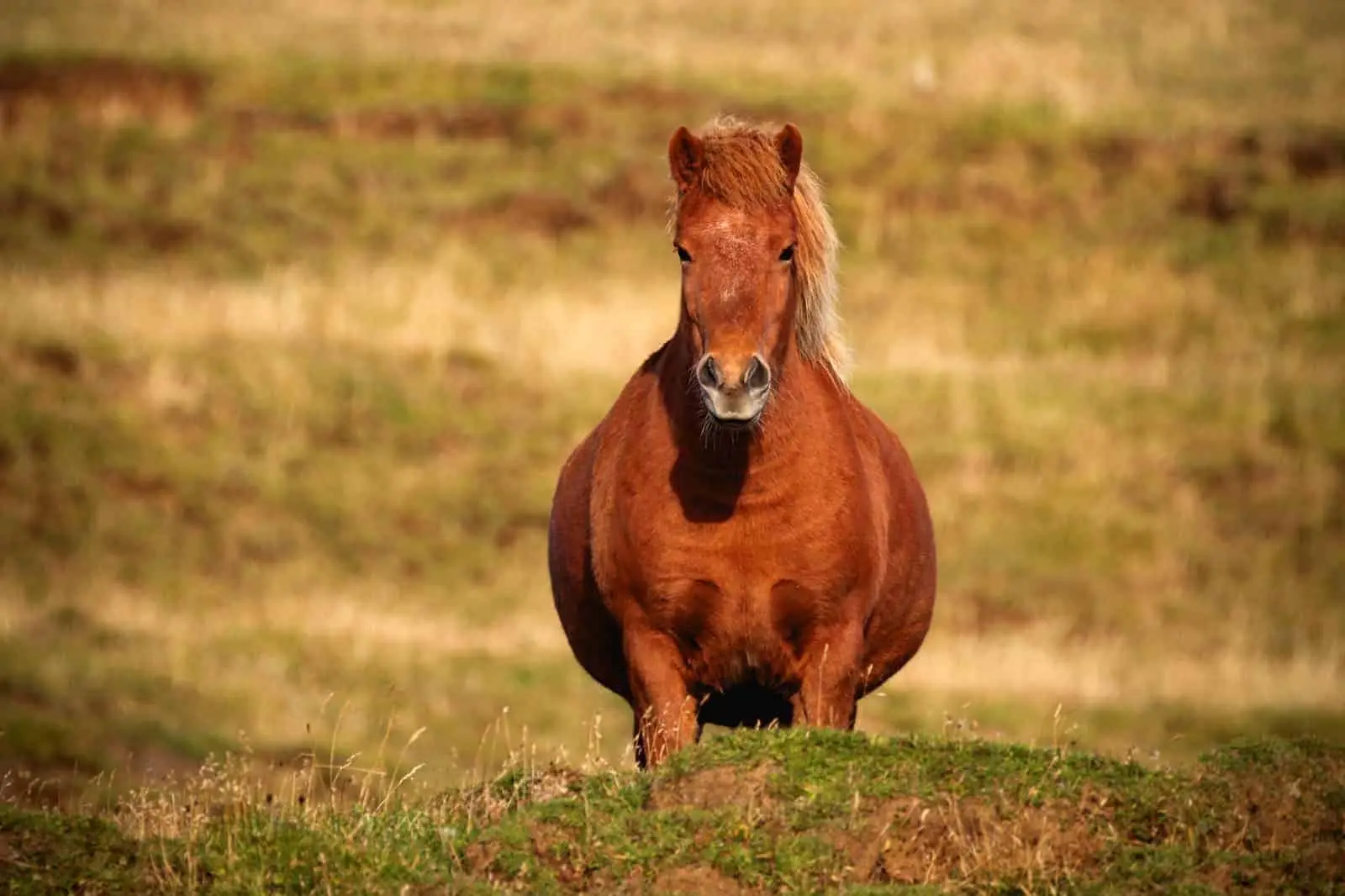 Year Of The Horse Quiz Pregnant mare horse