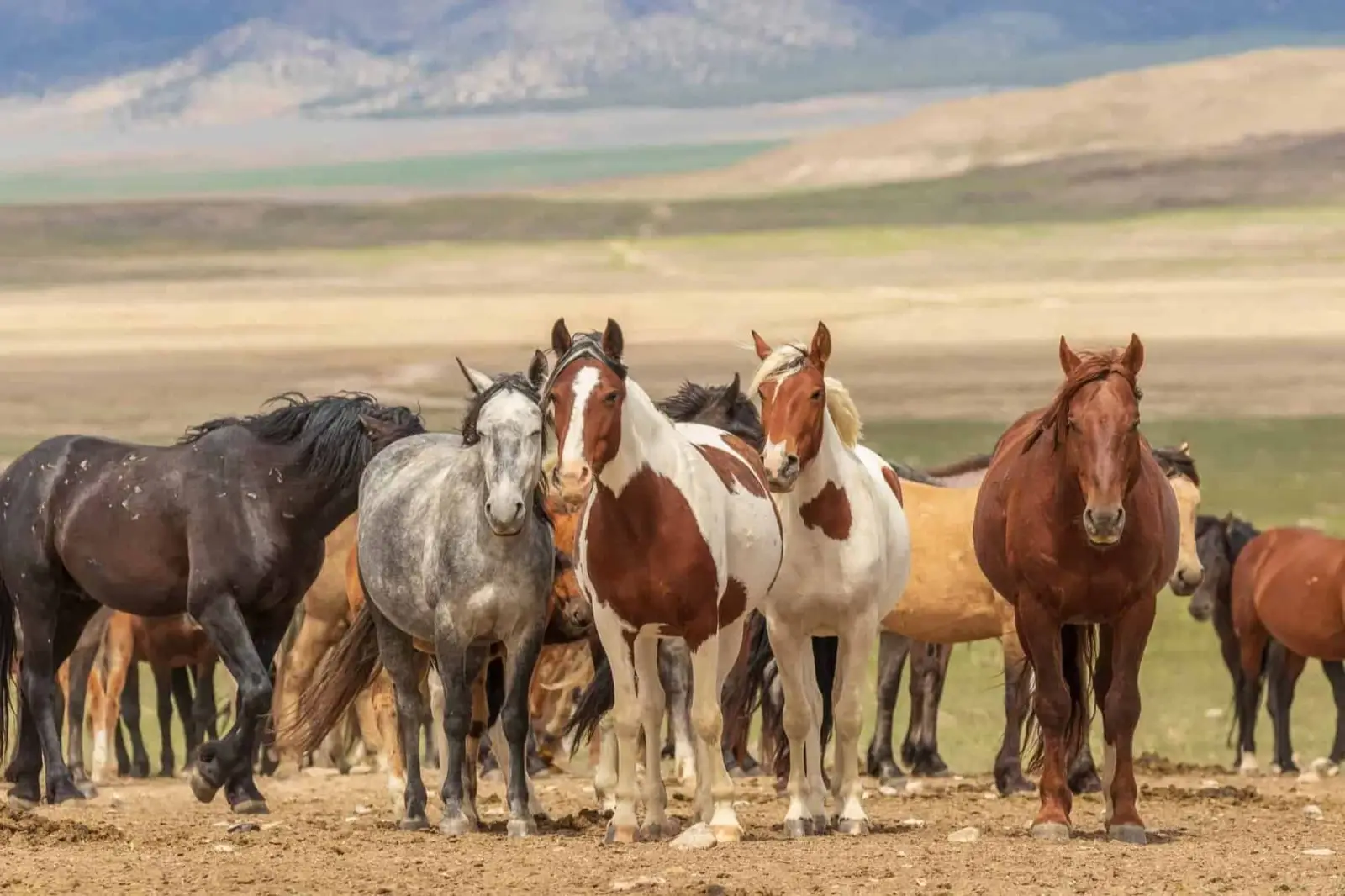 Year Of The Horse Quiz Herd of horses