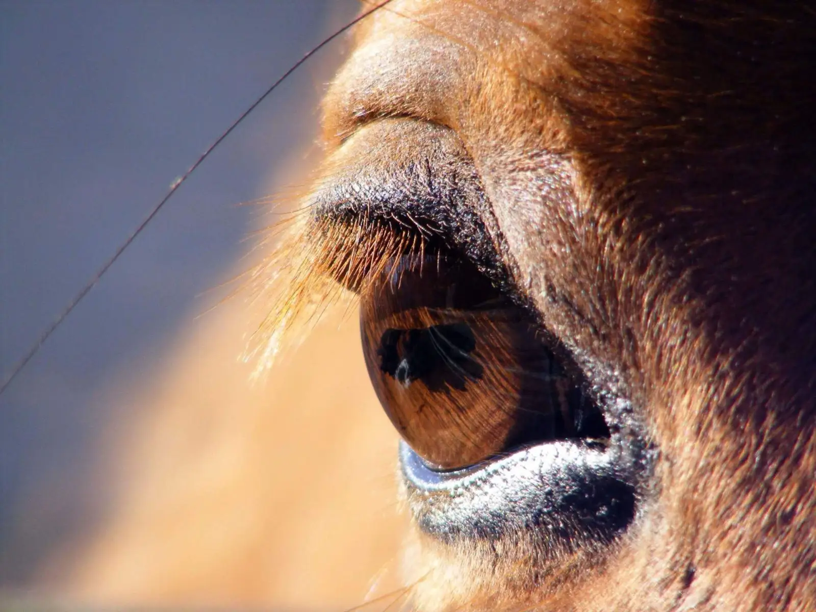 Year Of The Horse Quiz Horse eye
