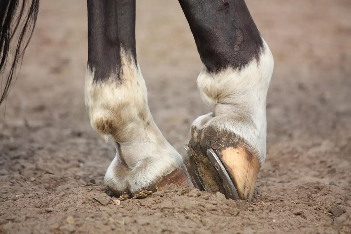Year Of The Horse Quiz Horseshoe