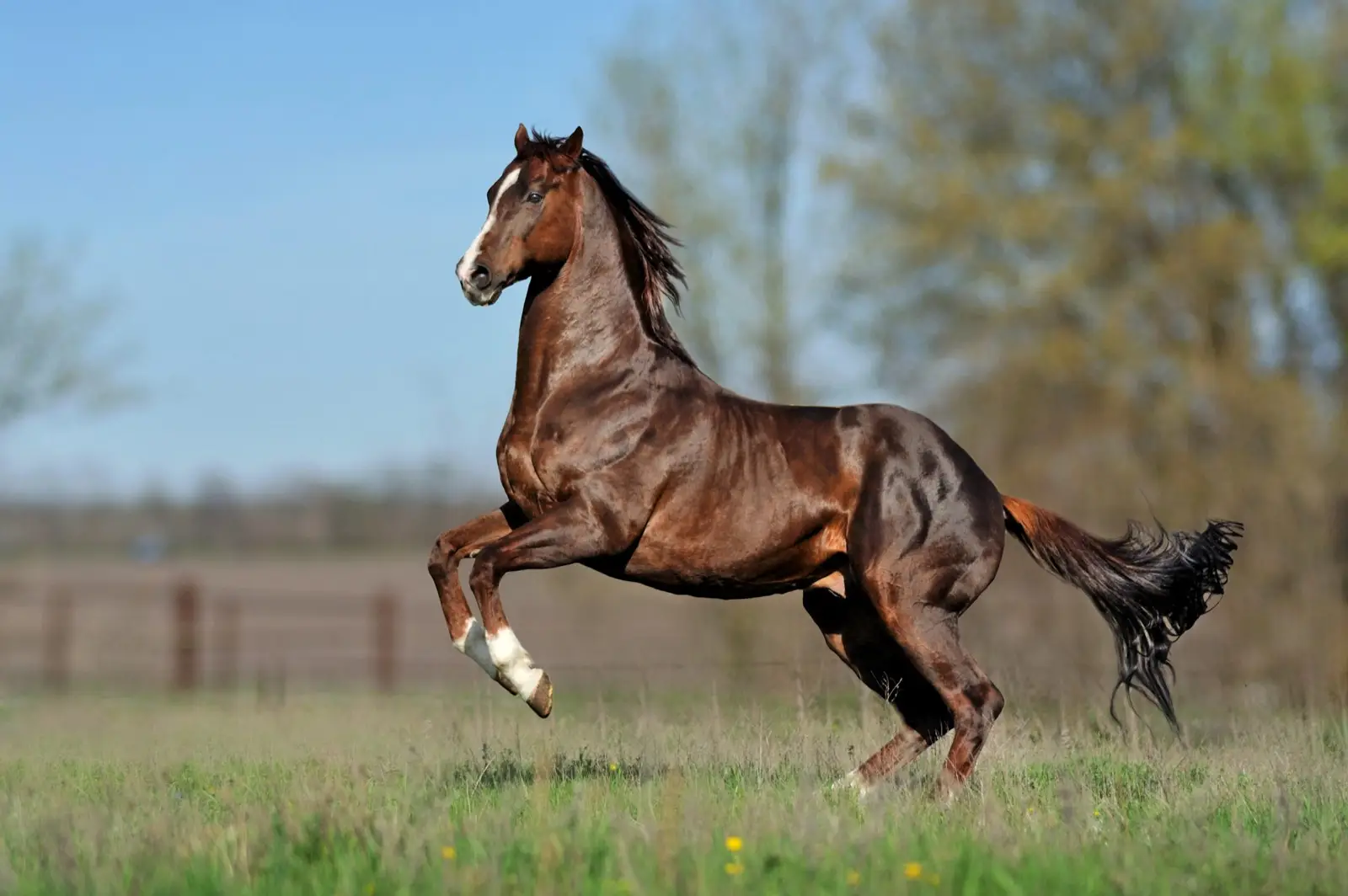 Year Of The Horse Quiz Thoroughbred horse