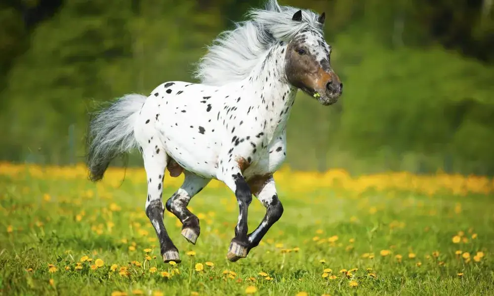 Year Of The Horse Quiz Falabella horse