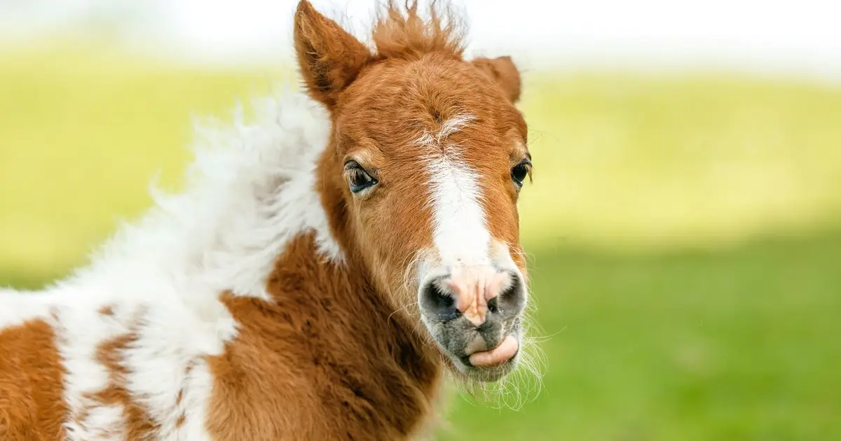 Year Of The Horse Quiz Mini horse