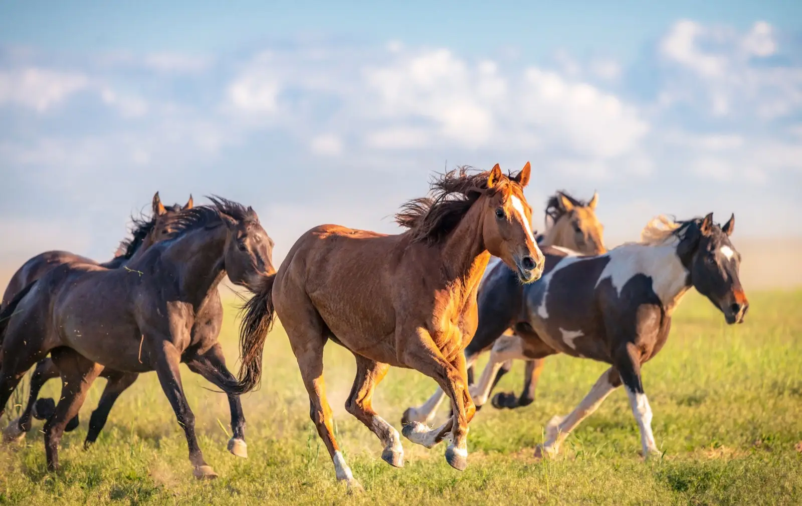 Year Of The Horse Quiz Mustang horses