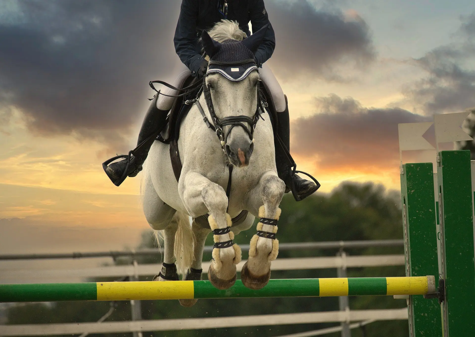 Year Of The Horse Quiz Equestrian riding horse