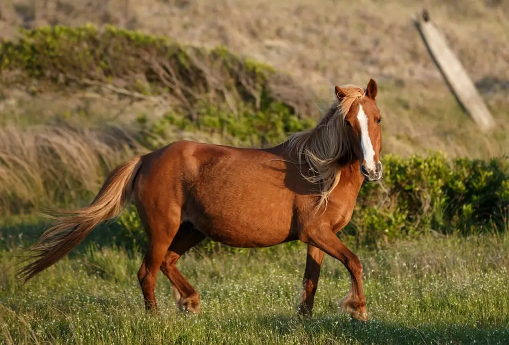 Year Of The Horse Quiz Mare horse
