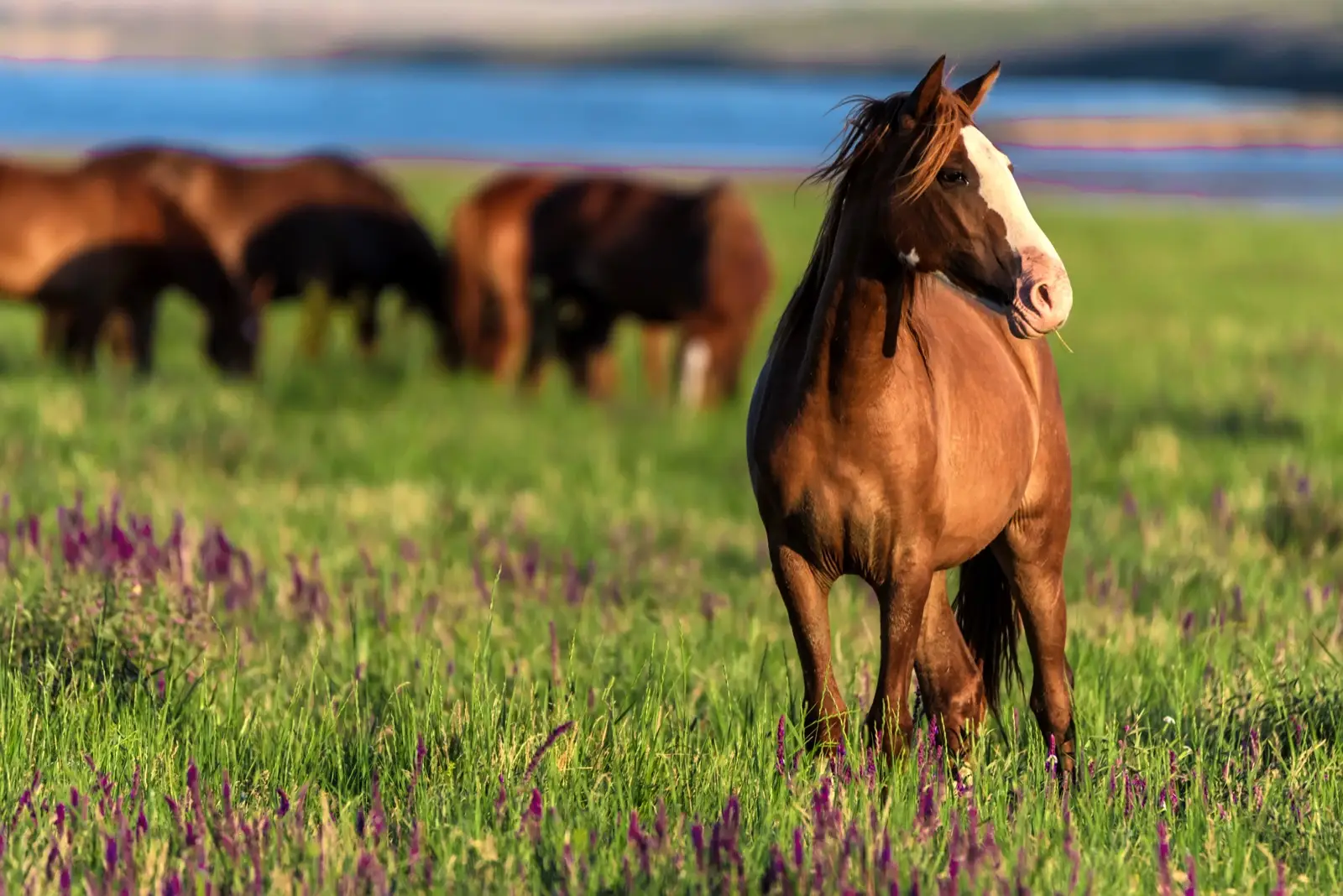 Year Of The Horse Quiz Mare horse in meadow