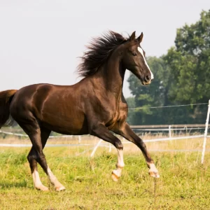 W Trivia Quiz Wild horse