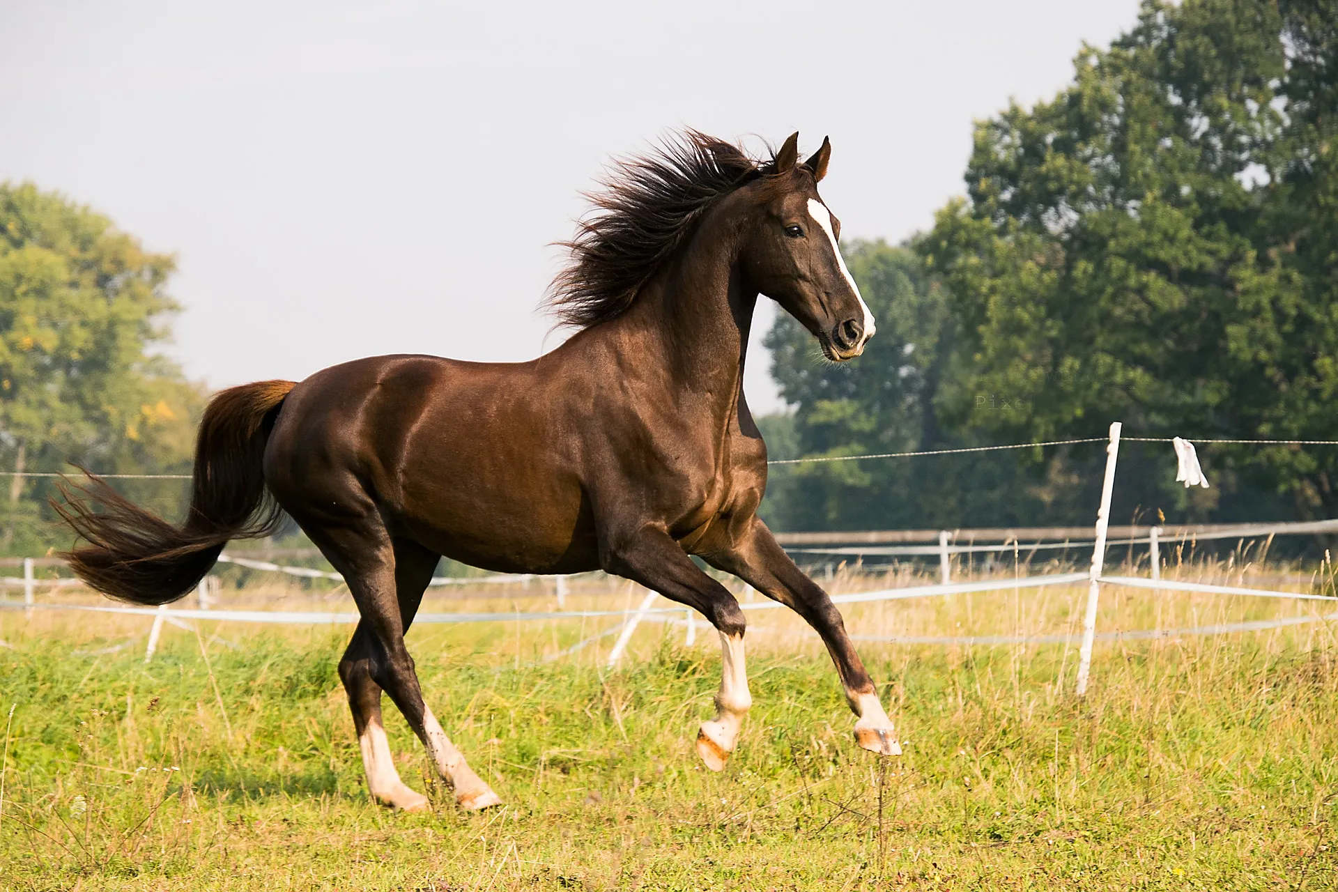 Year Of The Horse Quiz Horse gallop