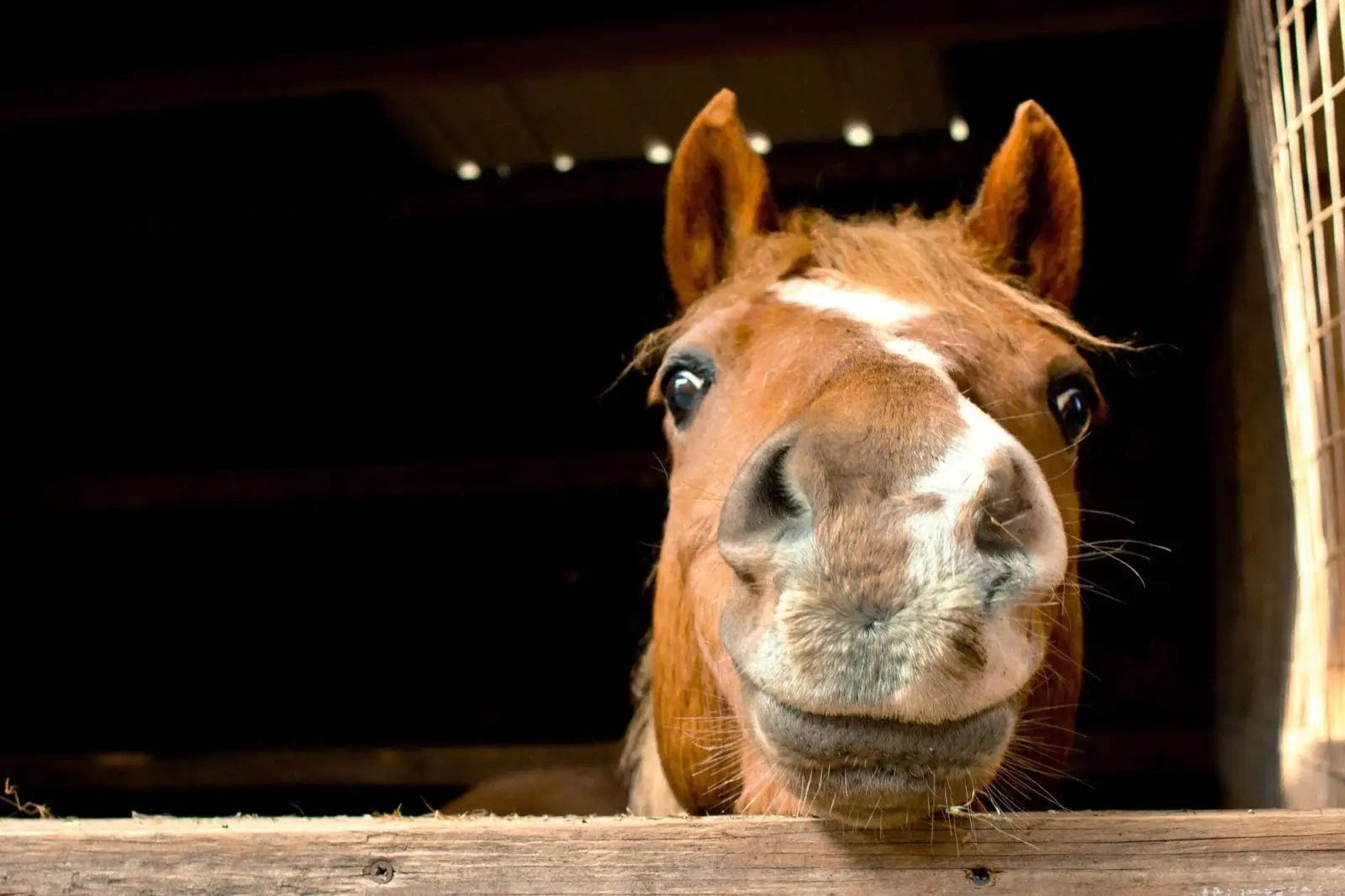 Year Of The Horse Quiz Horse