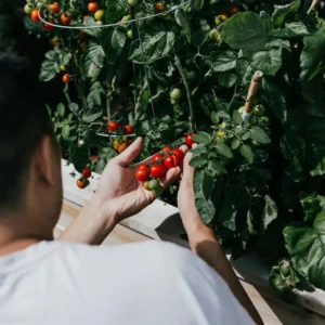 Pick A-Z Activities & Find Out When You'll Be Rich Quiz Veggie picking