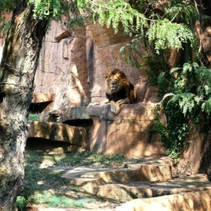 Pick A-Z Activities & Find Out When You'll Be Rich Quiz Zoo visit