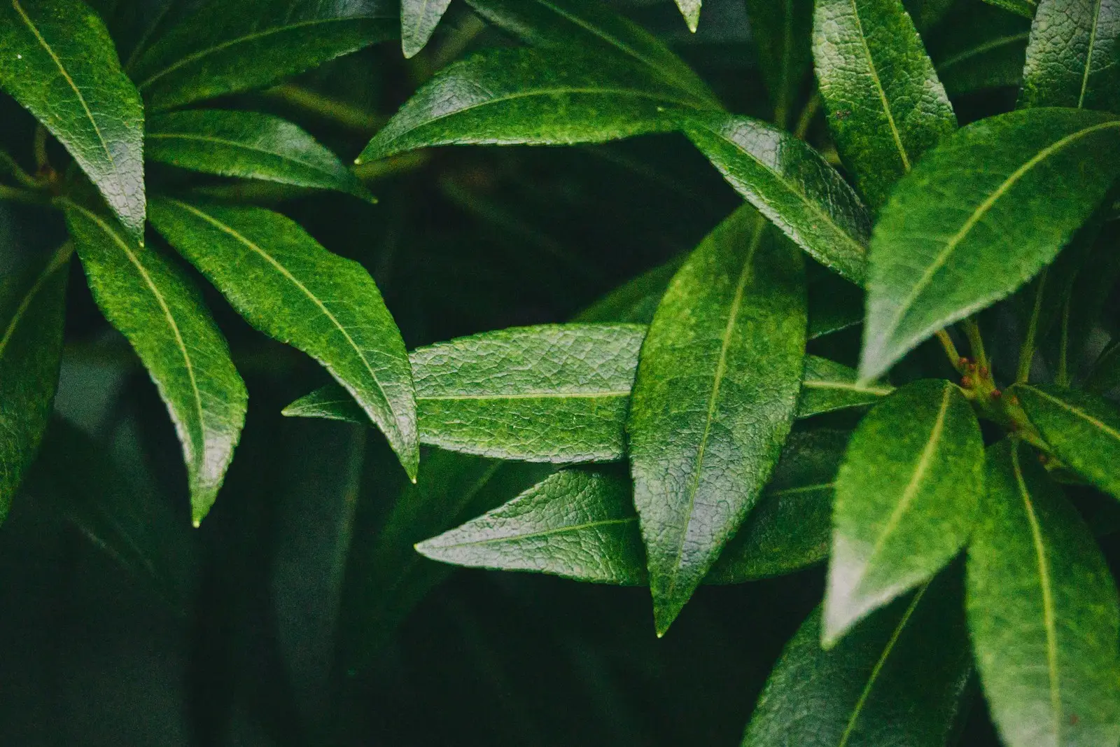 V Trivia Quiz Verdant green leaves