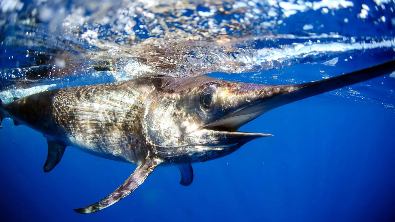 X Trivia Quiz Swordfish