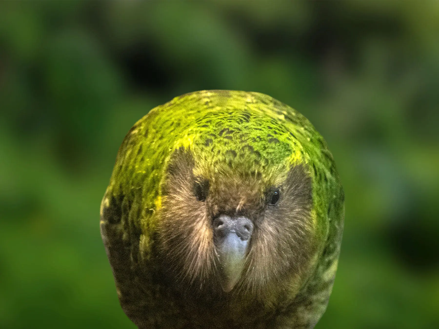 Kakapo Trivia Quiz Kakapo
