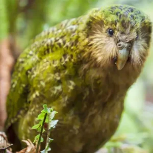 Kakapo Trivia Quiz It is the world\'s heaviest parrot