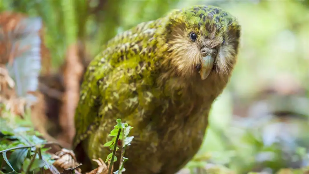 Kakapo Trivia Quiz Kakapo