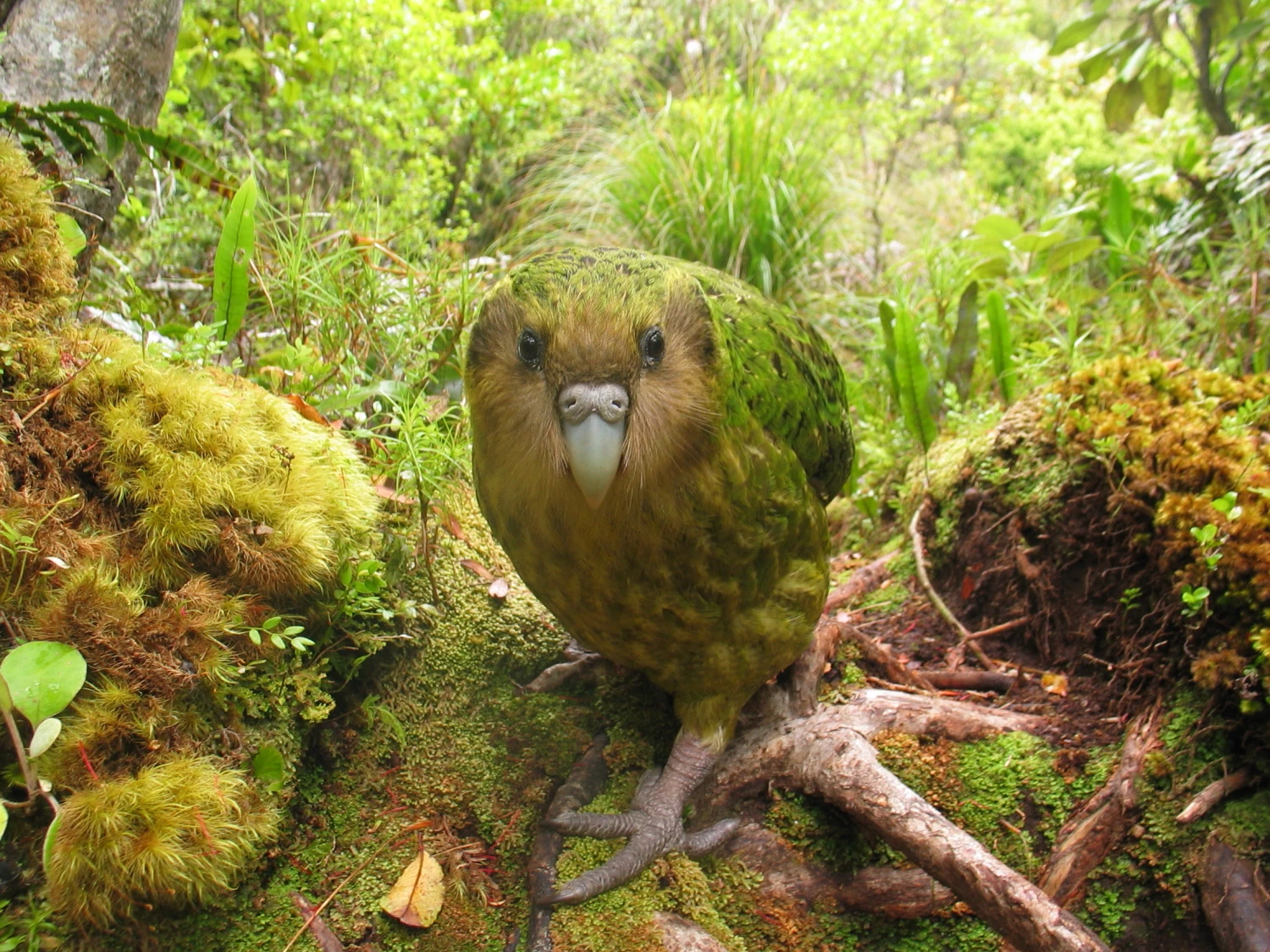 Kakapo Trivia Quiz Kakapo