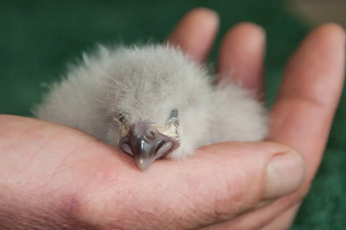 Kakapo Trivia Quiz Kakapo chick