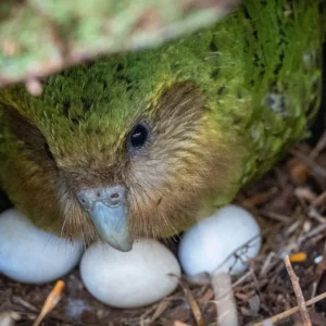 Kakapo Trivia Quiz To attract a mate
