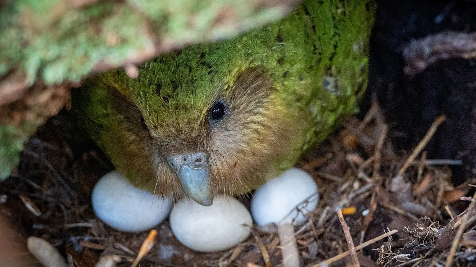 Kakapo Trivia Quiz Kakapo eggs