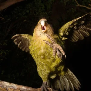 Kakapo Trivia Quiz Flightless