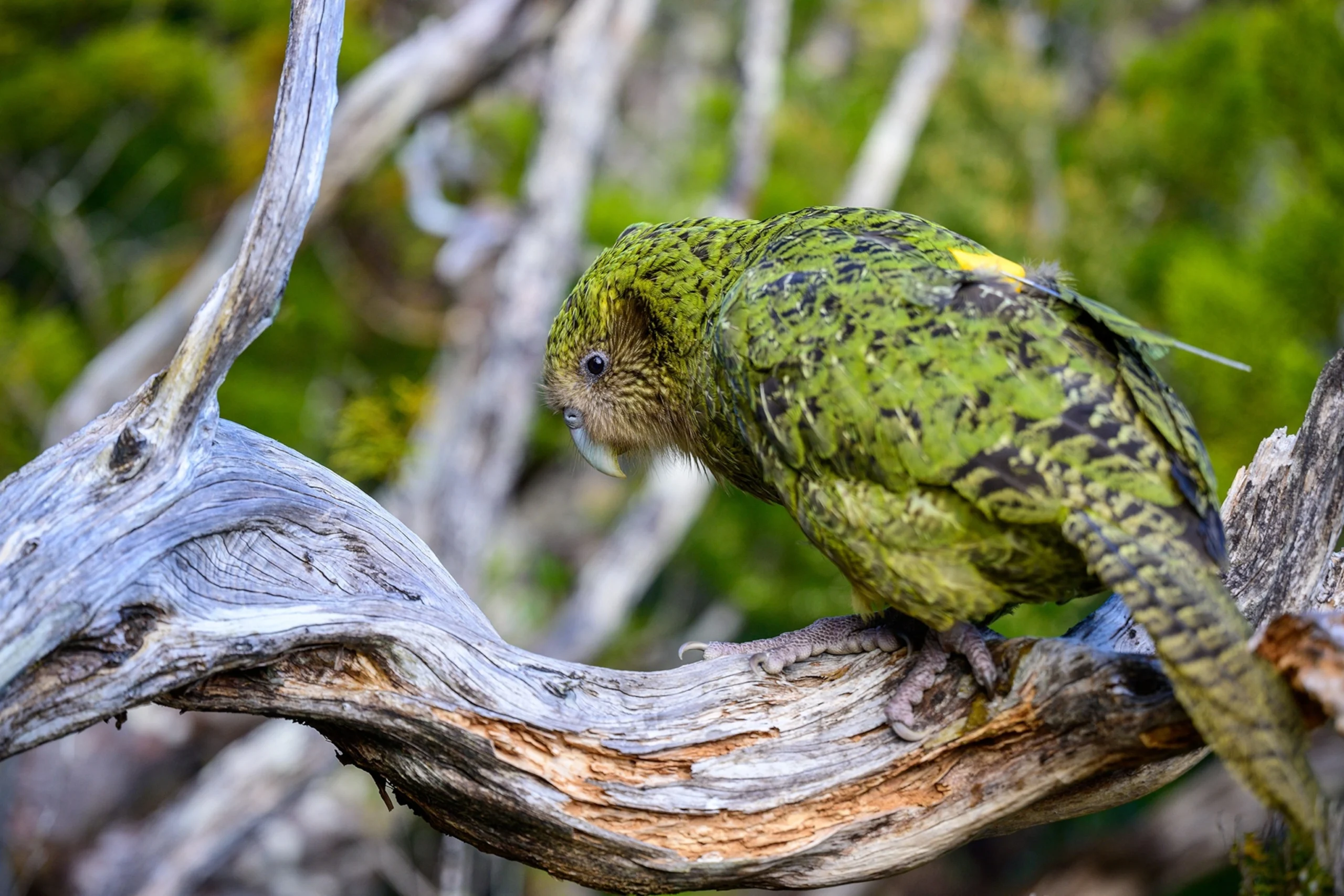 Kakapo Trivia Quiz Kakapo bird