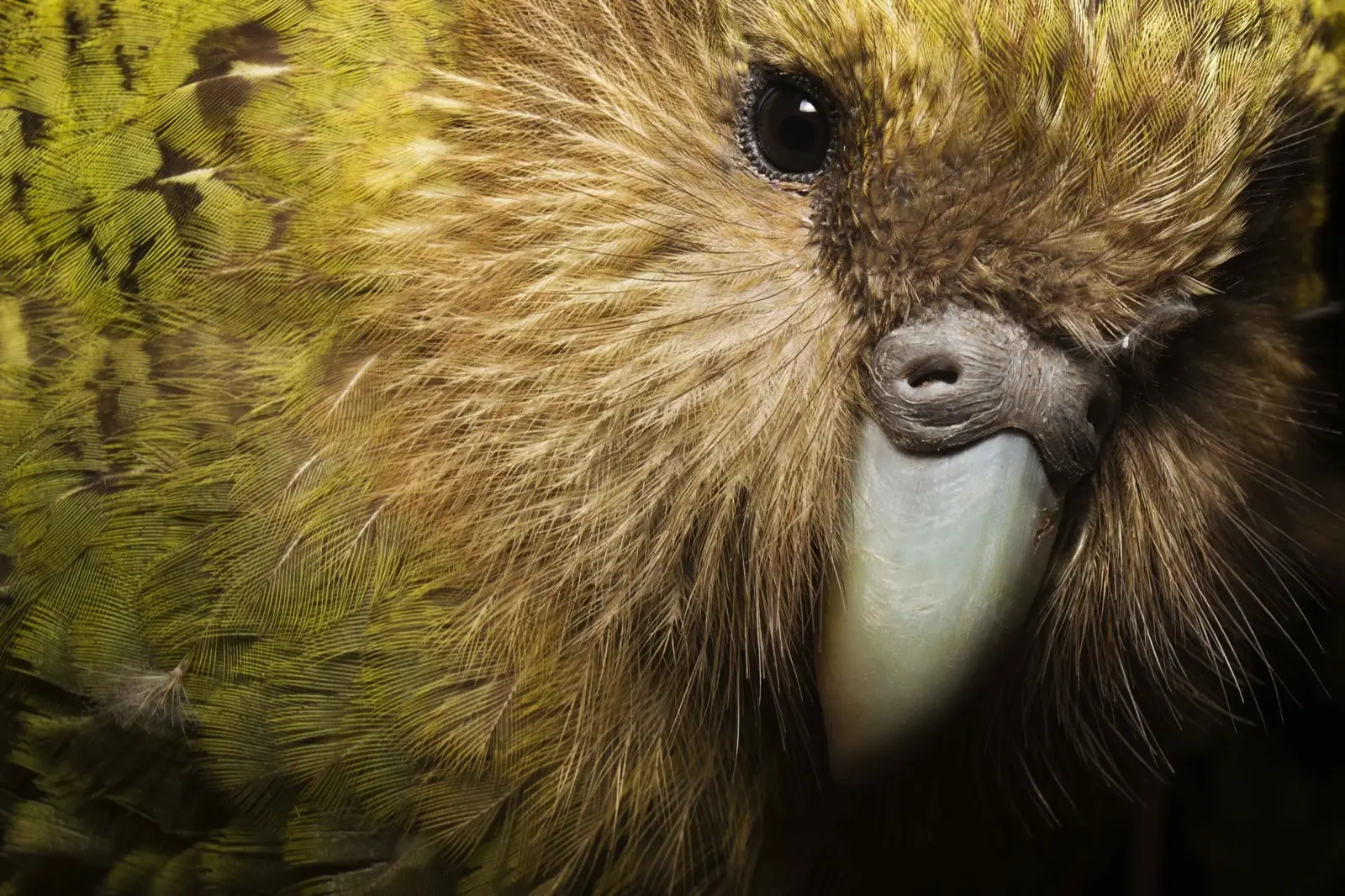 Kakapo Trivia Quiz Kakapo