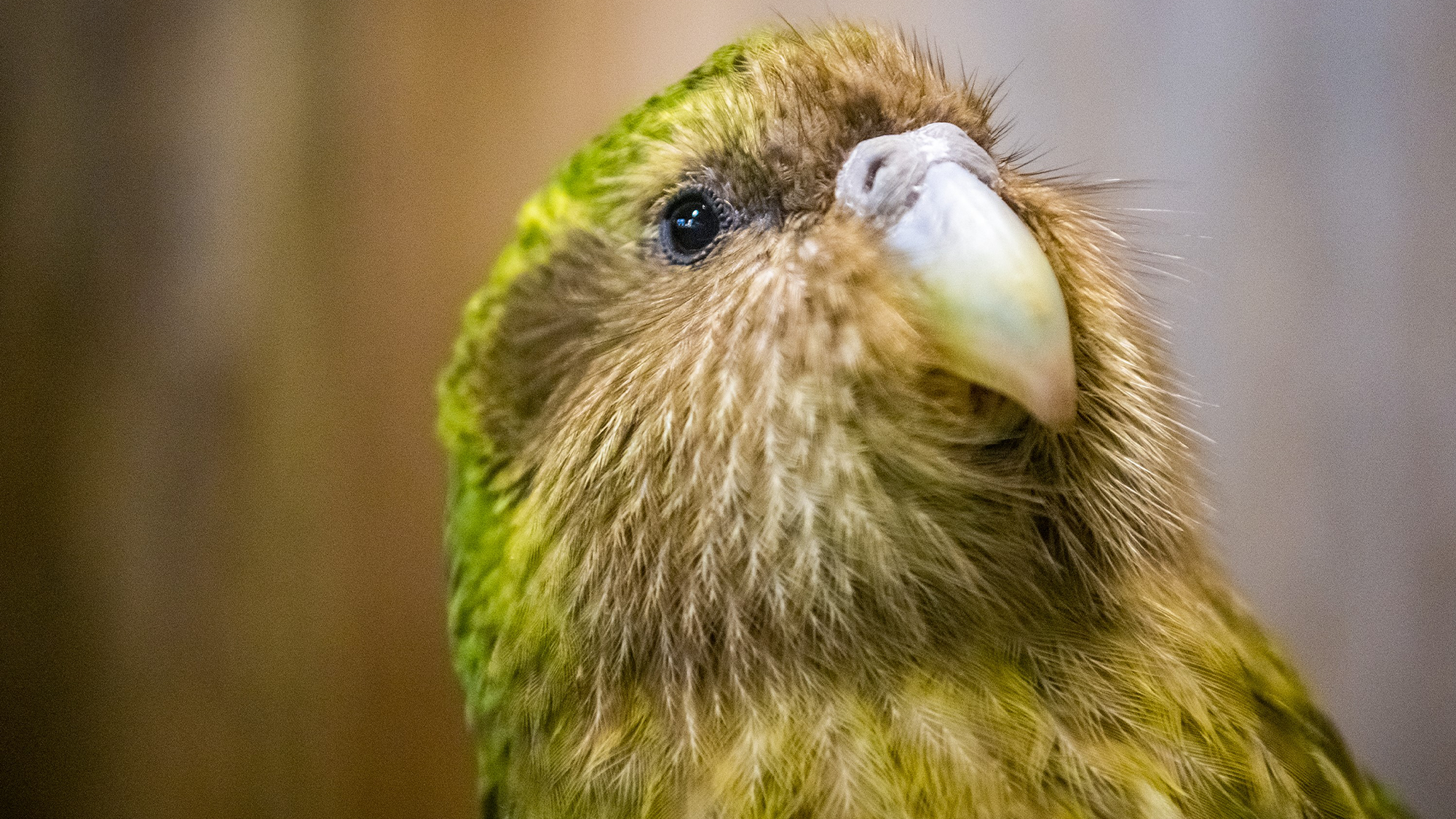 Kakapo Trivia Quiz Kakapo