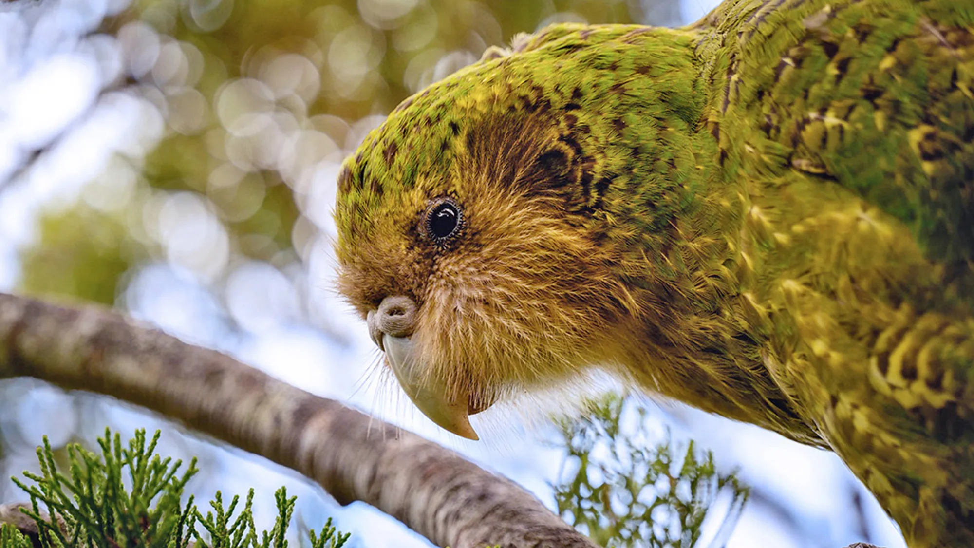 Kakapo Trivia Quiz Kakapo