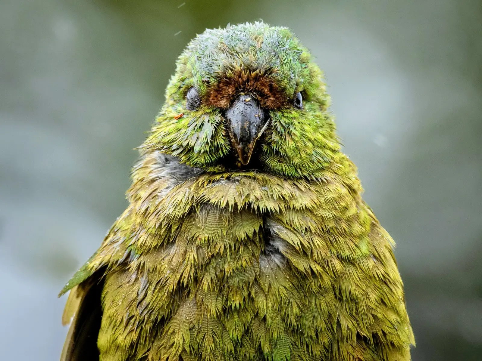 Kakapo Trivia Quiz Kakapo