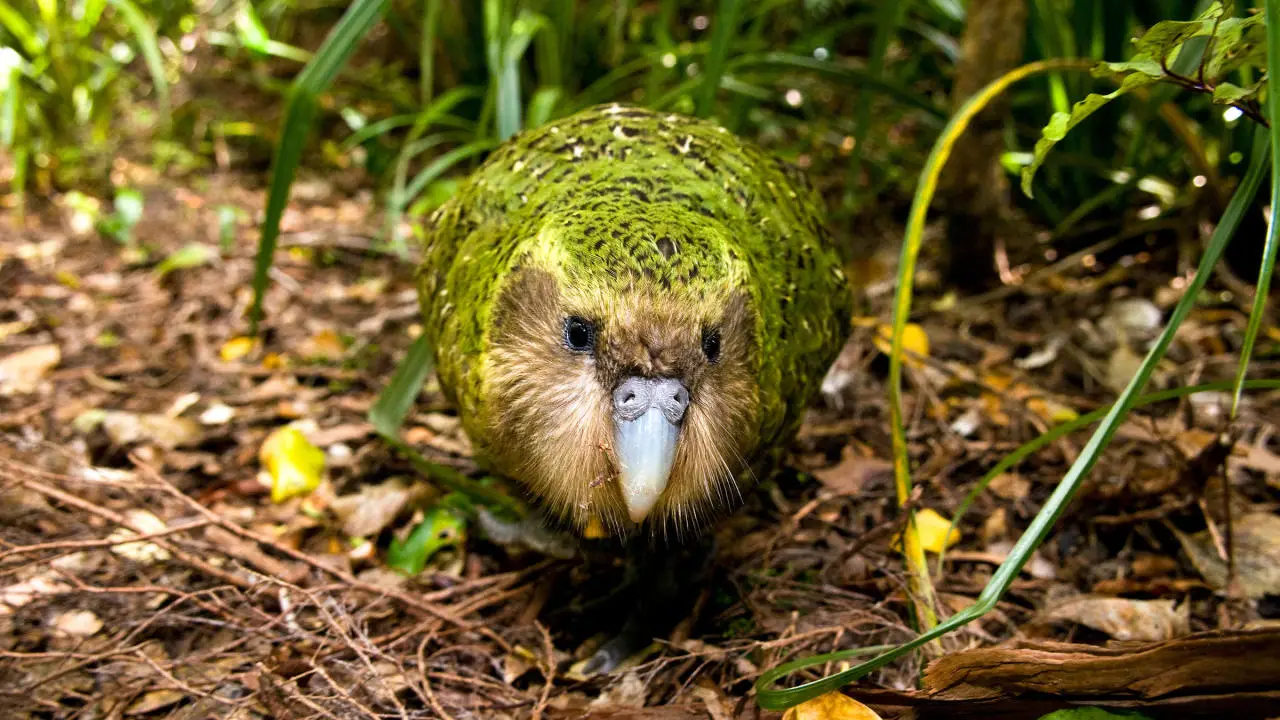 Kakapo Trivia Quiz Kakapo