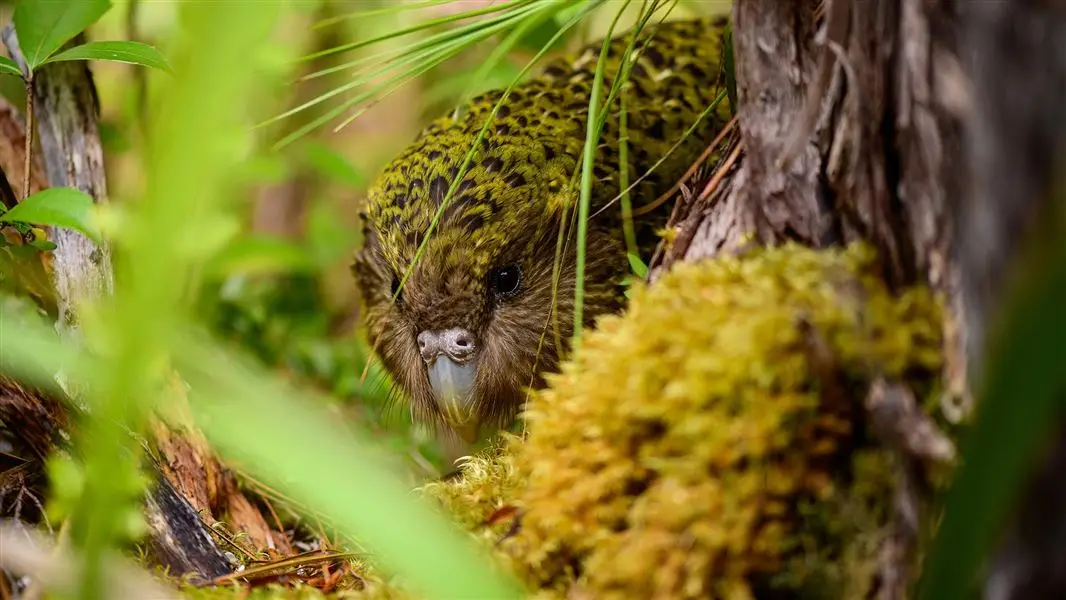 Kakapo Trivia Quiz Kakapo